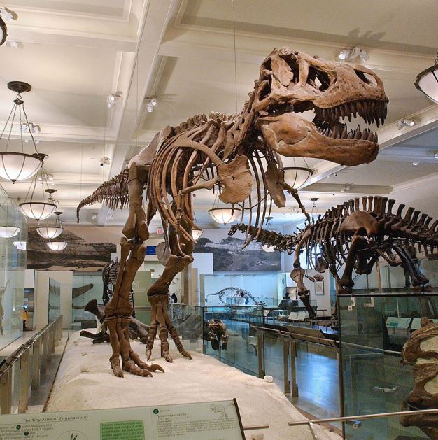 American Museum of Natural History